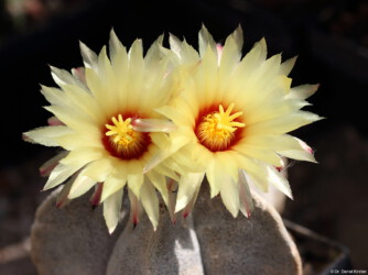 Astrophytum hakuun senile hanazono Dresden ornatum variegat Kaktus asterias kikko Astro niveum onzuka