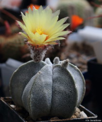 Kaktus ornatum onzuka asterias hanazono Blüte kikko fukuryu Astrophytum capricorne Dresden myriostigma
