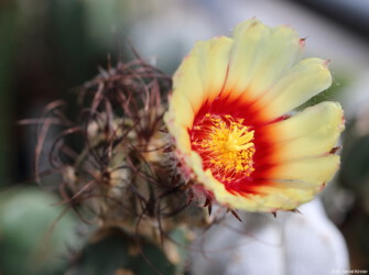 crassispinum Dresden Astrophytum super kabuto Fotograf variegat asterias niveum Blüte Kaktus Astro hakuun
