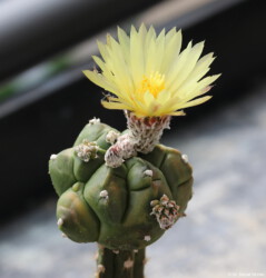 hakuun Fotograf Astro variegat hybrid kitsoku capricorne caput medusae Astrophytum Blüte senile