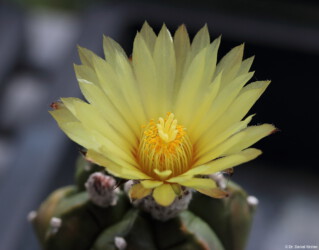 niveum crassispinum hybrid Astro senile hanazono onzuka asterias Astrophytum Dresden myriostigma super kabuto