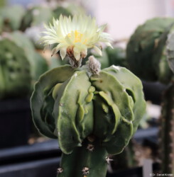 fukuryu senile Kaktus super kabuto Blüte hybrid Astrophytum asterias Astro onzuka niveum caput medusae