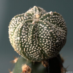 coahuilense variegat Astrophytum kitsoku super kabuto Kaktus hanazono niveum senile Blüte Fotograf