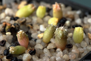 hanazono Astrophytum Kaktus senile niveum capricorne Dresden ornatum onzuka kitsoku crassispinum asterias