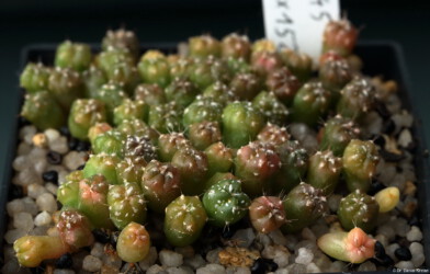 hybrid Fotograf senile Astrophytum myriostigma Kaktus asterias Blüte ornatum kikko Dresden Astro caput medusae