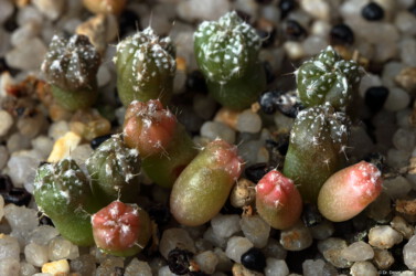 ornatum Blüte kikko coahuilense myriostigma niveum super kabuto capricorne asterias kitsoku fukuryu