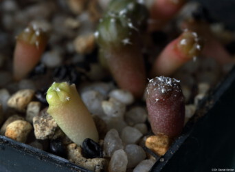 hanazono hakuun caput medusae ornatum onzuka Dresden senile Blüte hybrid capricorne kikko super kabuto