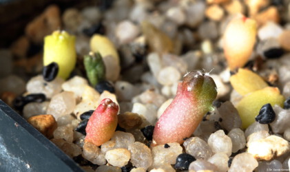 crassispinum senile ornatum Astro Blüte kitsoku Dresden caput medusae hakuun Kaktus fukuryu asterias