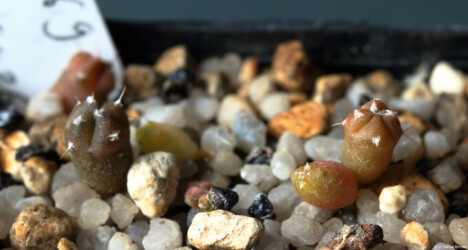 Ast 369: A. myriostigma x asterias hybrid niveum Fotograf hakuun crassispinum hanazono Astrophytum Kaktus caput medusae ornatum hybrid asterias