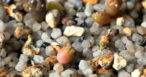 Ast 369: A. myriostigma x asterias hybrid capricorne ornatum niveum asterias variegat fukuryu hybrid kitsoku Astrophytum caput medusae crassispinum