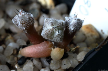 Ast 381: A. myriostigma x asterias Astrophytum ornatum Kaktus Fotograf Astro kikko myriostigma fukuryu asterias Blüte coahuilense