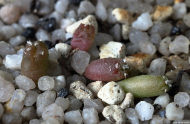 Ast 383: A. myriostigma x asterias hybrid fukuryu caput medusae Fotograf hanazono asterias senile Astro kitsoku Kaktus capricorne coahuilense