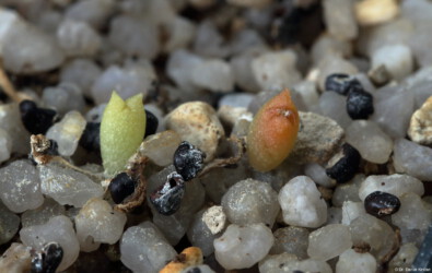 Astro hanazono Kaktus coahuilense variegat Blüte kitsoku hybrid fukuryu asterias niveum caput medusae