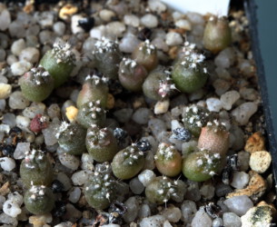 Ast 389: A. coahuilense x asterias cv. star shape super kabuto Kaktus hybrid Astrophytum hakuun senile kikko coahuilense kitsoku Dresden Astro fukuryu