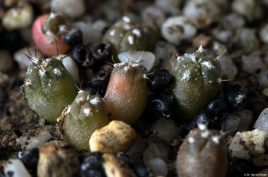 Ast 391: A. coahuilense x asterias cv. star shape crassispinum Blüte capricorne coahuilense senile asterias Kaktus ornatum Fotograf variegat hanazono