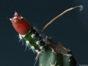 Astro kikko caput medusae asterias hanazono crassispinum hakuun Blüte Astrophytum super kabuto