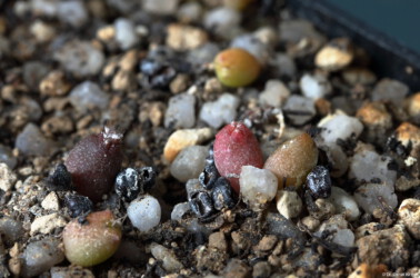 Astro Blüte niveum Kaktus hanazono fukuryu Fotograf senile ornatum crassispinum variegat super kabuto