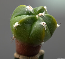 ornatum asterias Blüte capricorne crassispinum Dresden hybrid hakuun niveum hanazono kikko senile Fotograf