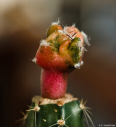 crassispinum Blüte capricorne Dresden caput medusae hybrid hakuun Fotograf fukuryu Kaktus hanazono