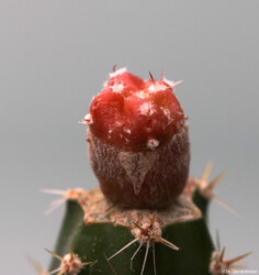 kitsoku Astro kikko capricorne niveum hybrid variegat hakuun crassispinum myriostigma Fotograf senile