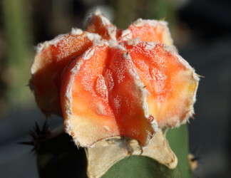 crassispinum myriostigma onzuka Astro ornatum Dresden capricorne Blüte kikko kitsoku Astrophytum super kabuto