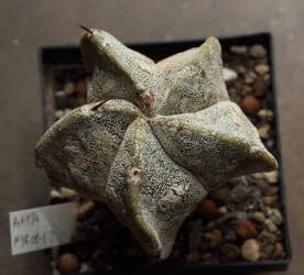 Blüte Fotograf hakuun kitsoku variegat hanazono caput medusae hybrid senile myriostigma