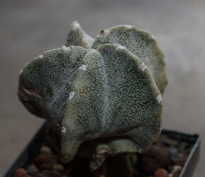 niveum caput medusae hanazono Kaktus hybrid Dresden asterias kitsoku Blüte Fotograf ornatum Astrophytum