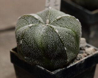 kikko crassispinum myriostigma Fotograf onzuka niveum caput medusae super kabuto senile Dresden kitsoku