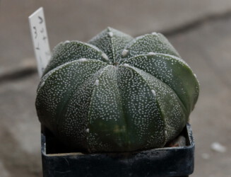 niveum hanazono onzuka asterias senile Astro Astrophytum Blüte myriostigma caput medusae hakuun crassispinum