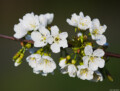 Fotograf Blume Weiße Blüte Kirschblüten Kirsche Dresden Pieschen