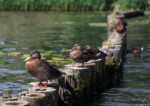 Hochzeitsfotografie Dresden See Enten Ente Stockenten Stockente
