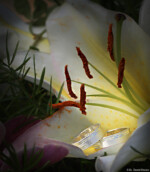 Hochzeitsfotografie Hochzeitsshooting Brautpaar Pirna Bautzen Dresden Dippoldiswalde Trauringe Eheringe Makro Lilie