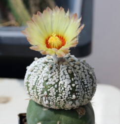 hybrid onzuka asterias Astro kikko coahuilense ornatum senile variegat caput medusae hakuun Fotograf