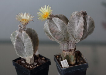 kikko fukuryu caput medusae hybrid myriostigma coahuilense onzuka asterias Fotograf ornatum crassispinum