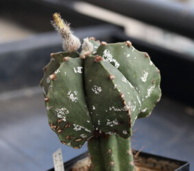 Kaktus kikko crassispinum senile coahuilense onzuka kitsoku niveum asterias variegat Fotograf Astro