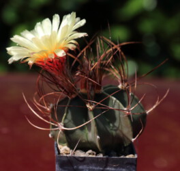 Astro myriostigma ornatum hanazono hybrid hakuun kitsoku Blüte capricorne caput medusae Kaktus