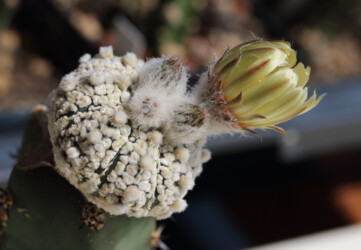 Blüte Astro Kaktus Fotograf ornatum super kabuto hybrid Astrophytum hakuun caput medusae fukuryu