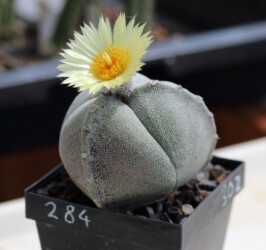 Ast 331: A. myriostigma cv. tricostatum coahuilense fukuryu Astro asterias super kabuto senile hakuun Kaktus crassispinum Blüte kikko onzuka