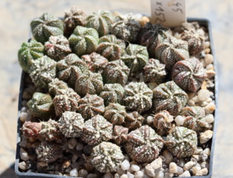 fukuryu Astrophytum capricorne asterias Dresden onzuka caput medusae super kabuto coahuilense variegat