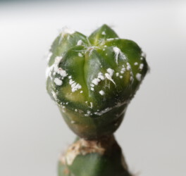 Ast 363: A. myriostigma x asterias hybrid kitsoku Fotograf asterias Kaktus hybrid Astro senile fukuryu super kabuto kikko niveum hanazono crassispinum