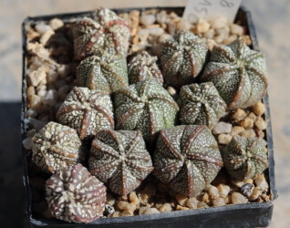 niveum onzuka Astrophytum Blüte crassispinum super kabuto hybrid senile ornatum hakuun myriostigma fukuryu