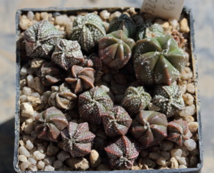 Ast 389: A. coahuilense x asterias cv. star shape super kabuto coahuilense hybrid myriostigma kikko Astro hanazono crassispinum ornatum caput medusae Fotograf