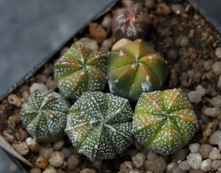 Ast 391: A. coahuilense x asterias cv. star shape Dresden super kabuto caput medusae Astro coahuilense onzuka senile fukuryu hakuun kikko variegat