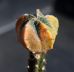 Fotograf variegat asterias crassispinum Kaktus Dresden coahuilense myriostigma caput medusae ornatum