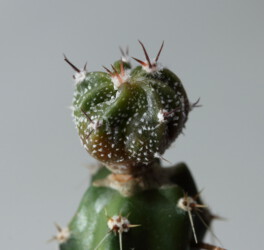 Fotograf hybrid fukuryu hanazono super kabuto caput medusae onzuka Astrophytum ornatum asterias Dresden