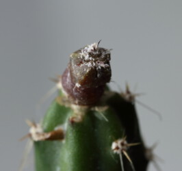 kikko Astrophytum niveum Dresden crassispinum capricorne asterias super kabuto caput medusae Kaktus Fotograf