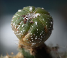 Ast 415: A. asterias x myriostigma asterias myriostigma capricorne Kaktus coahuilense variegat niveum caput medusae kikko hakuun senile