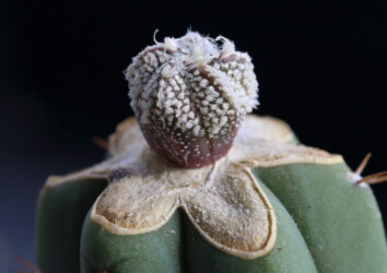 coahuilense Fotograf senile Kaktus myriostigma asterias hakuun capricorne onzuka niveum hanazono
