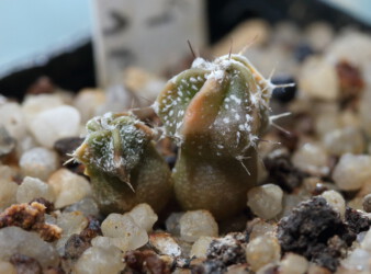 Kaktus asterias Astro Dresden variegat ornatum senile hanazono Astrophytum Blüte caput medusae