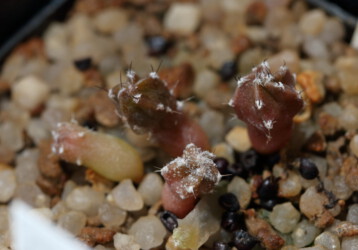 onzuka hybrid ornatum super kabuto caput medusae myriostigma coahuilense Blüte hakuun niveum Astrophytum